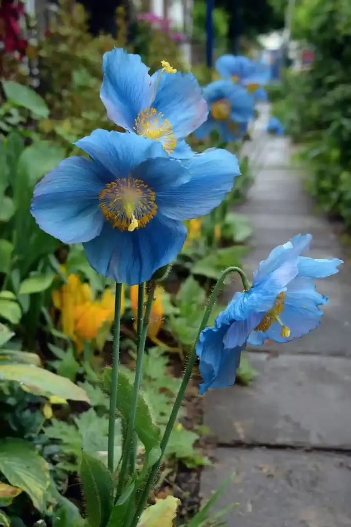 Himalayan Blue Poppy Showcase