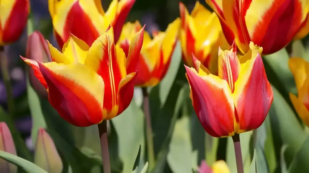 Greigii Tulips