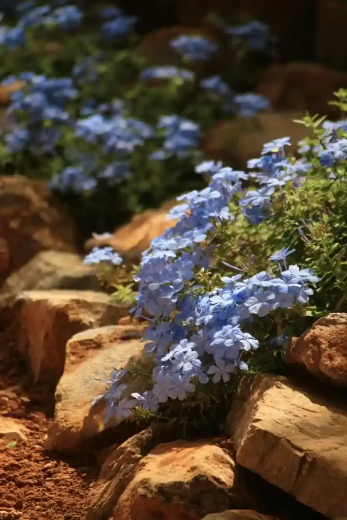 Plumbago Rock Garden
