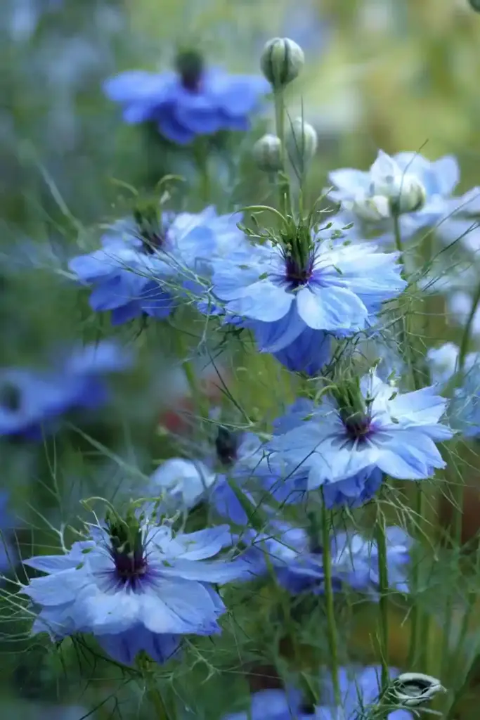 Love-in-a-Mist Bed