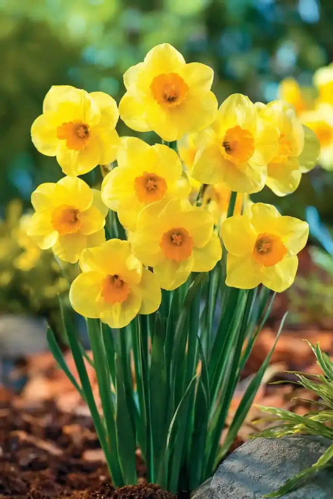 Daffodils