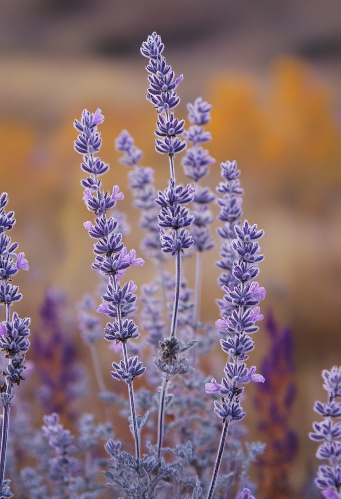 Russian Sage