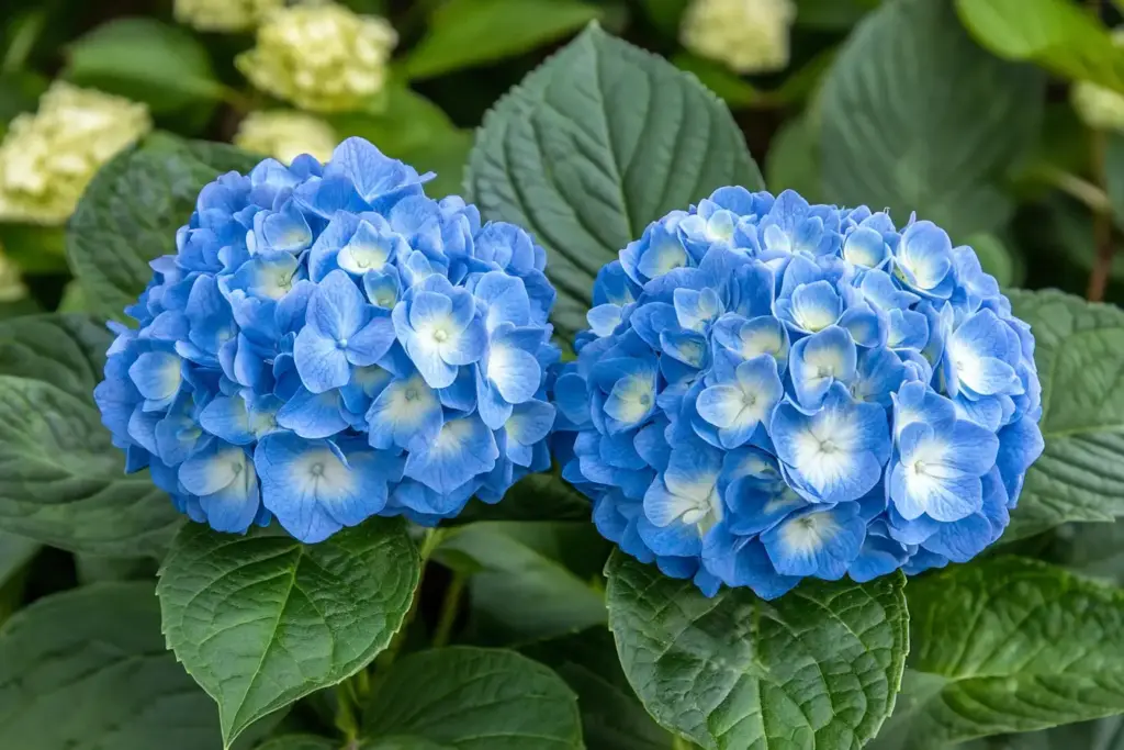 Hydrangeas