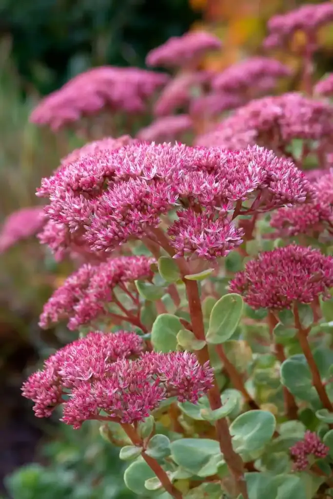 Sedum