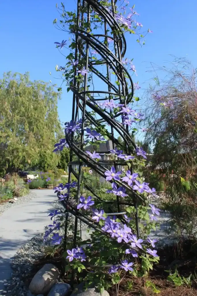 Spiral Trellis