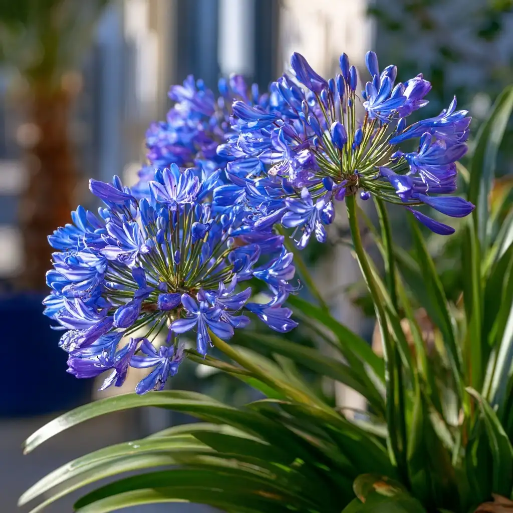 Agapanthus 