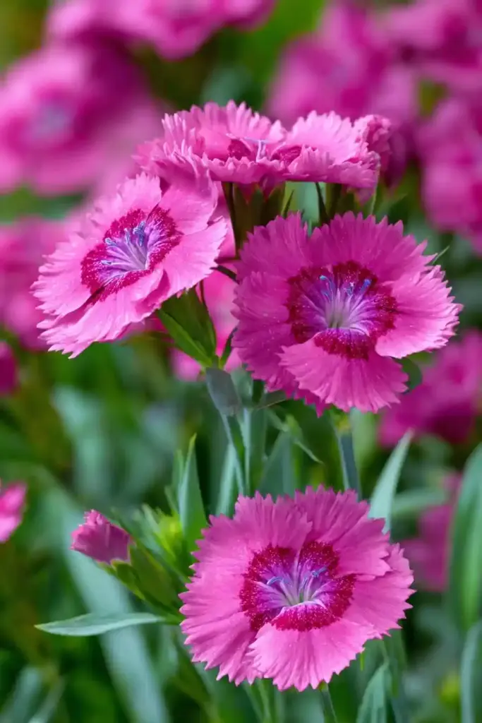Dianthus