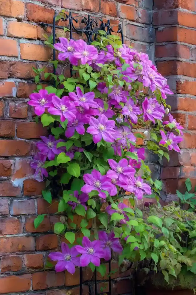  Wall-Mounted Trellis