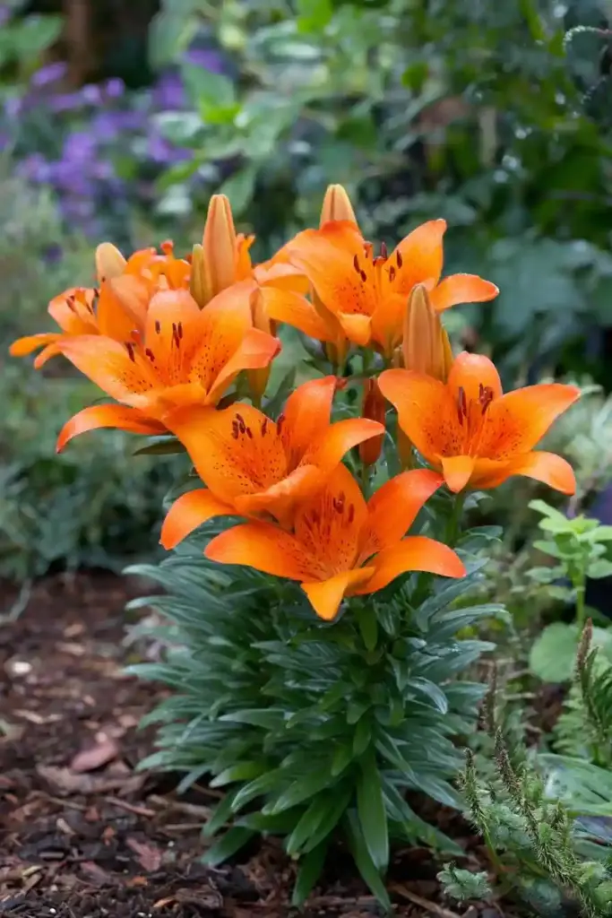 Asiatic Lily