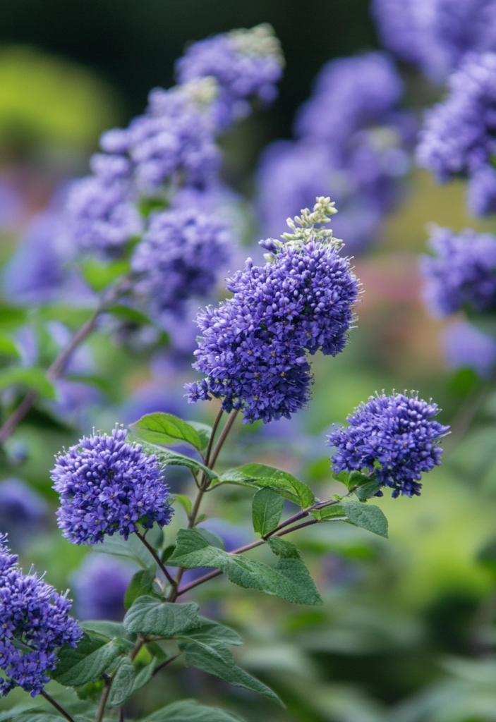  Blue Mist Spirea