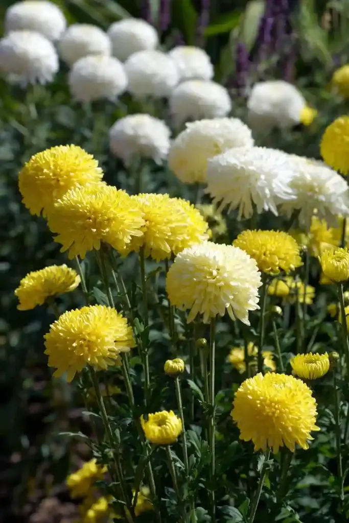 Chrysanthemum