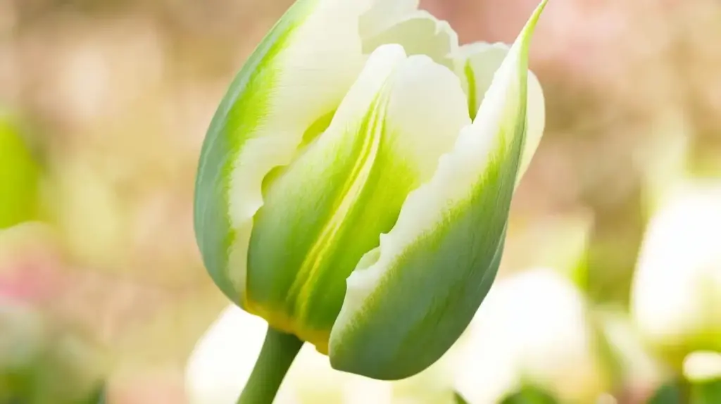 Viridiflora Tulips