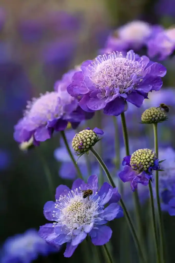 Pincushion Flower