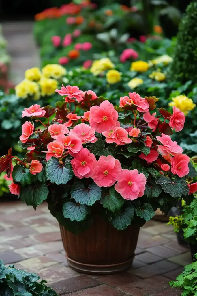 Begonias