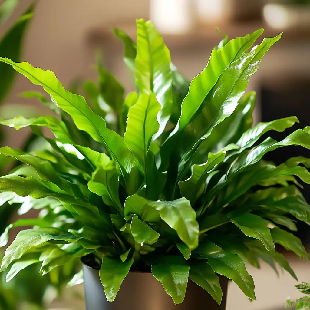 Bird’s Nest Fern