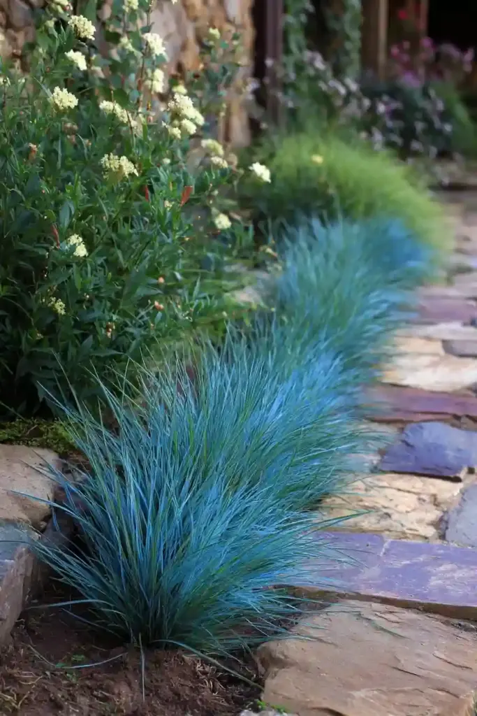  Blue Fescue Grass Edging