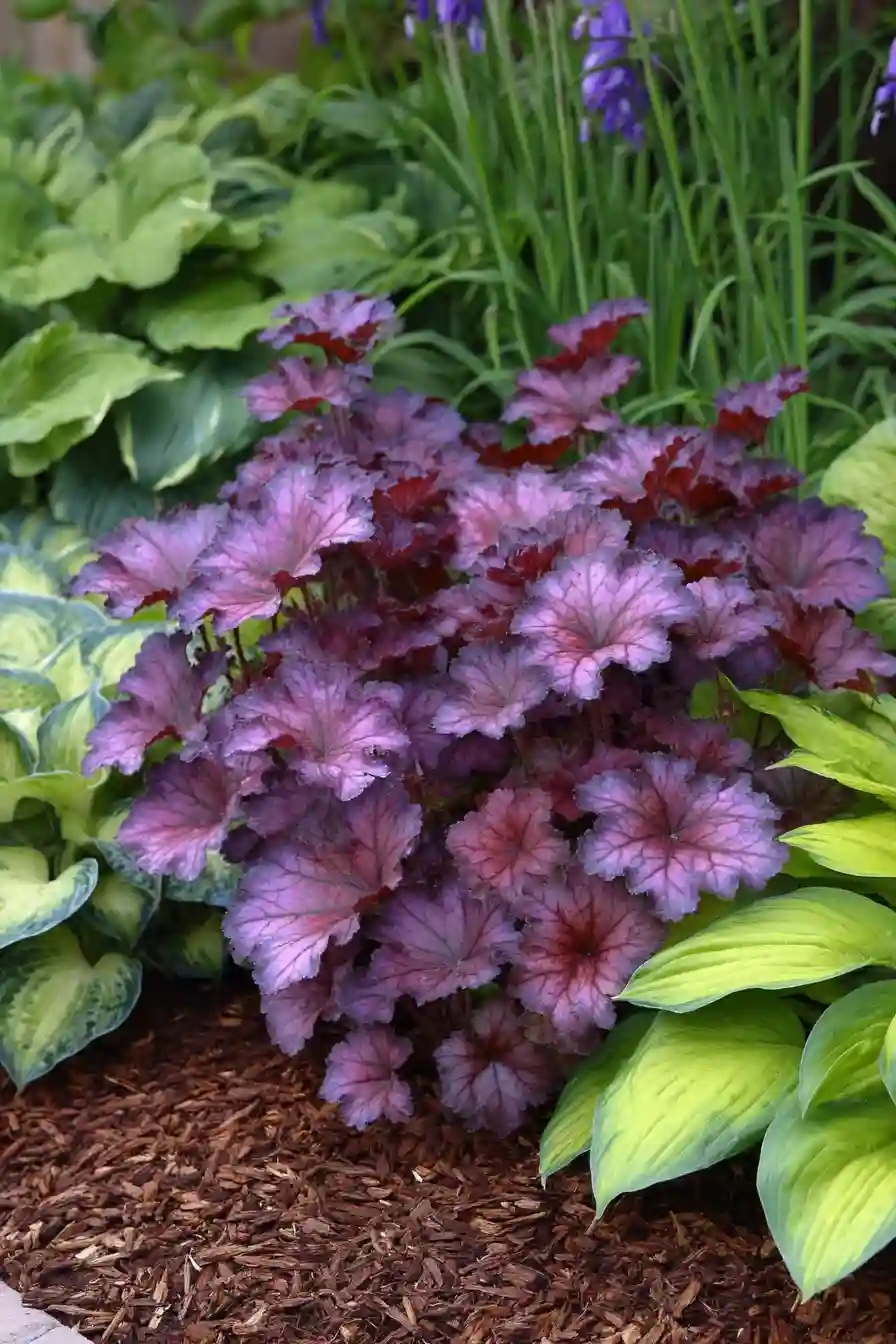 Heuchera 