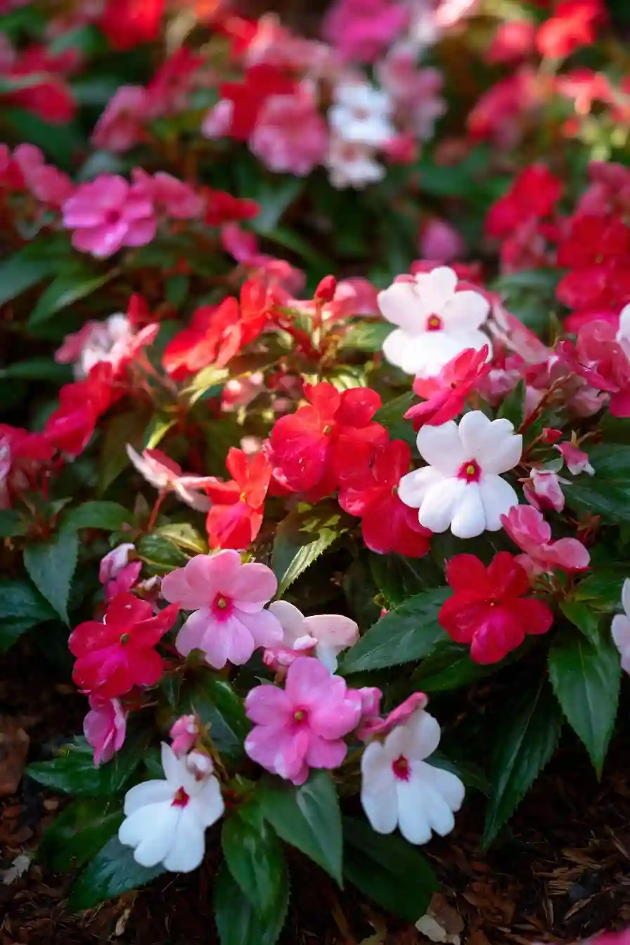 Impatiens