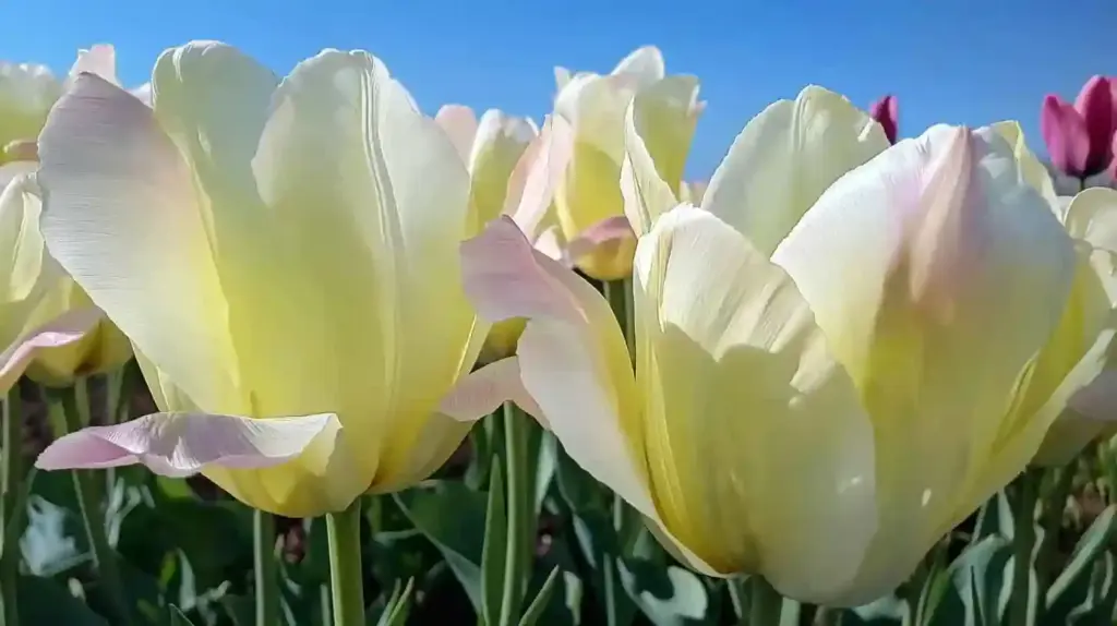 Lily-Flowered Tulips