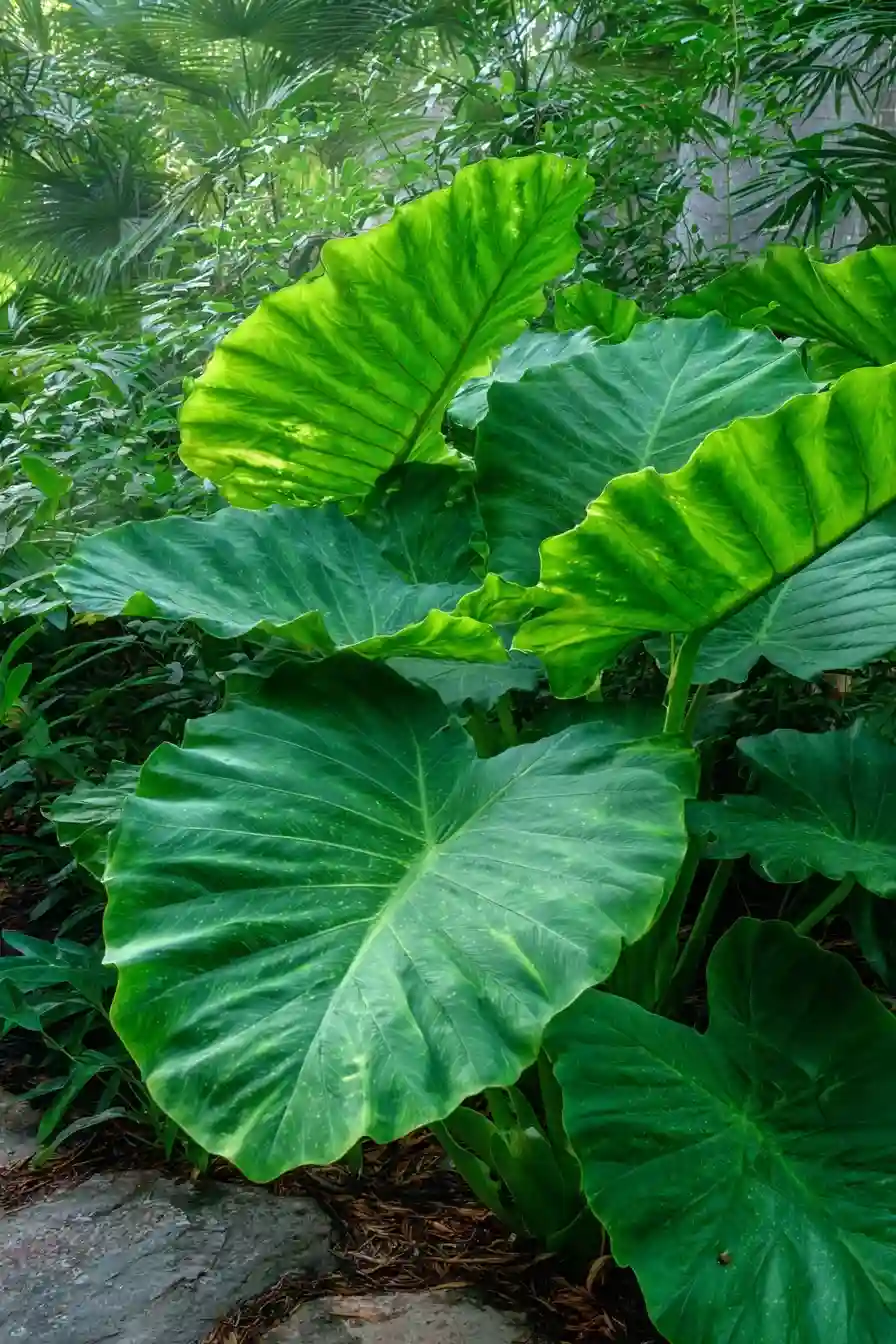 Taro 
