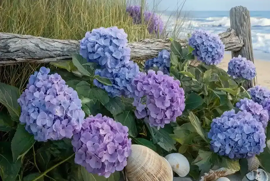 hydrangea garden