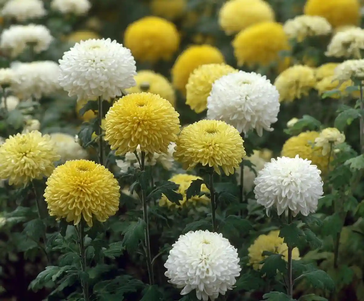 10 Best Perennial flowering plants for your Backyard