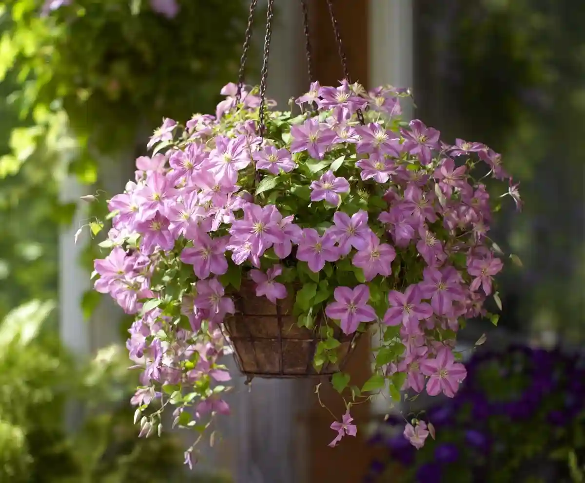 21 Stunning & Simple DIY Clematis Trellis Designs