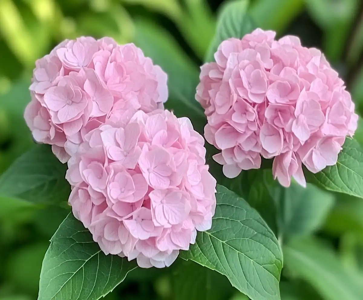 Why You Shouldn’t Use Baking Soda for Hydrangeas?