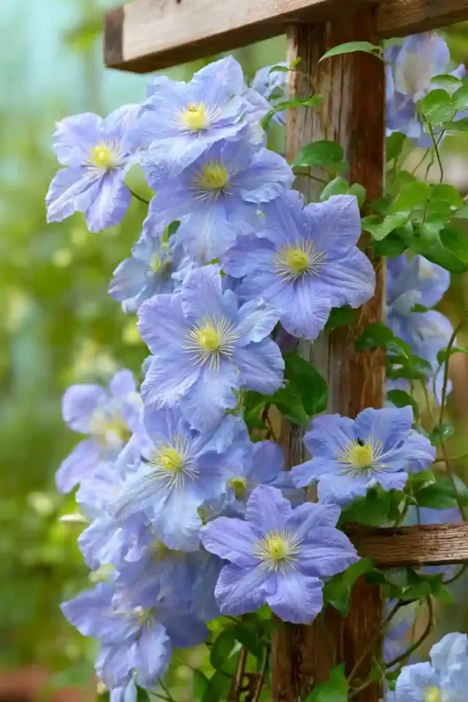 Blue Angel Clematis