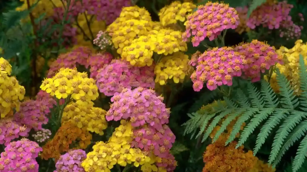 Yarrow 