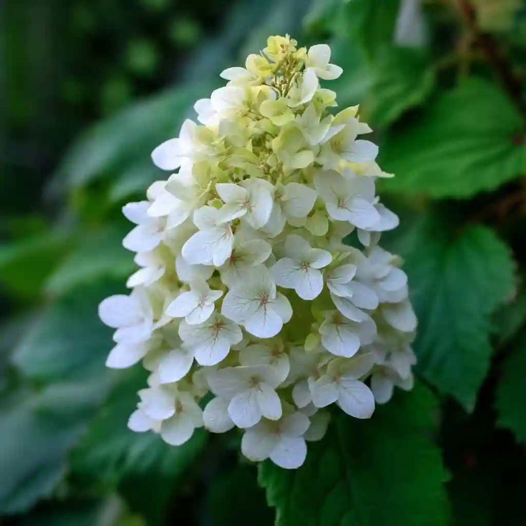 Hydrangea quercifolia ‘Gatsby Moon’