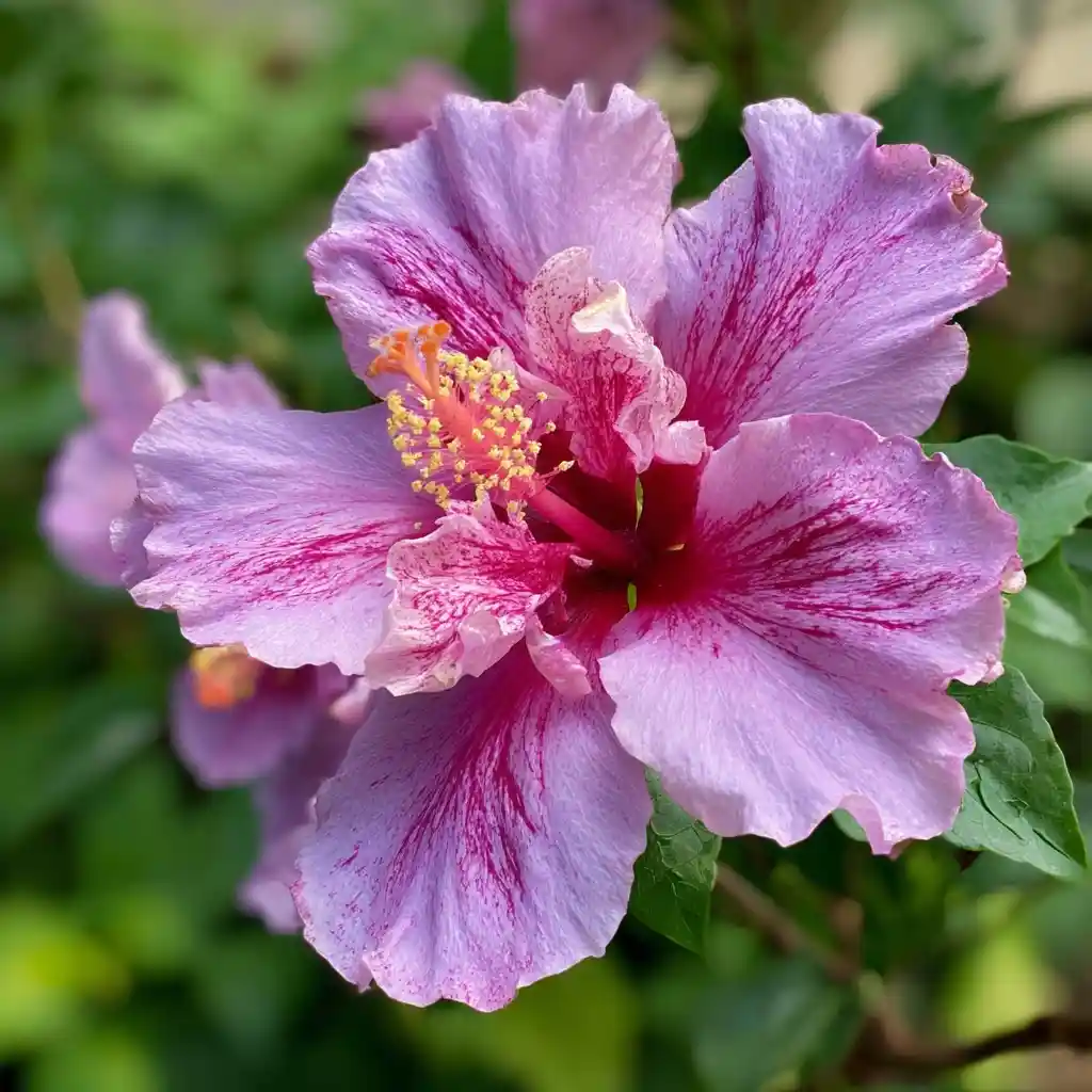 Rose of Sharon 