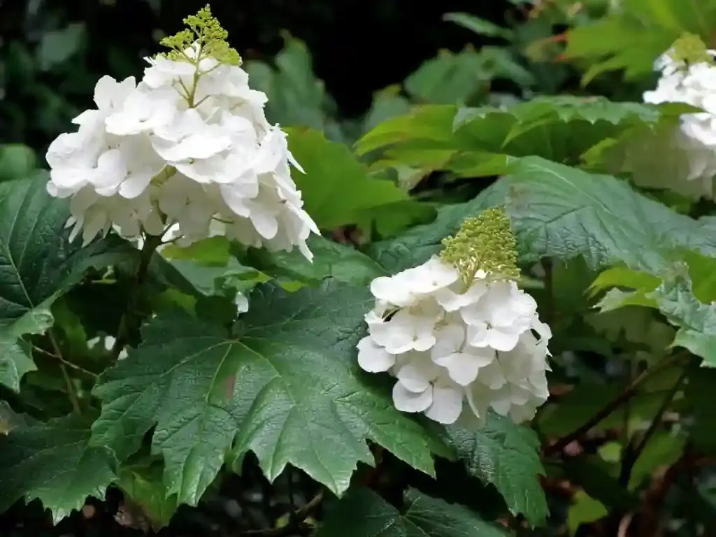 Hydrangea quercifolia ‘Snow Queen