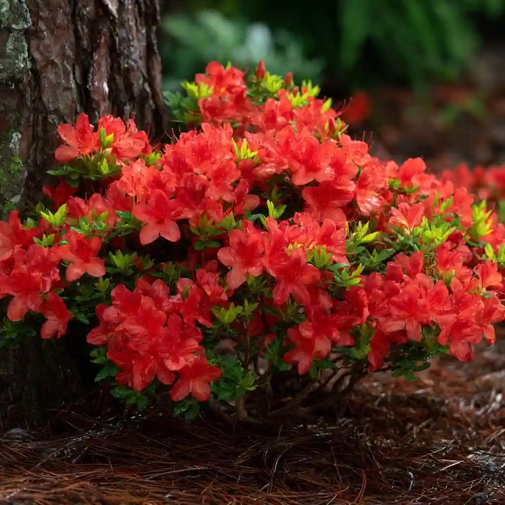 Dwarf Azalea (Azalea ‘Hino Crimson’ or ‘Red Ruffles’)