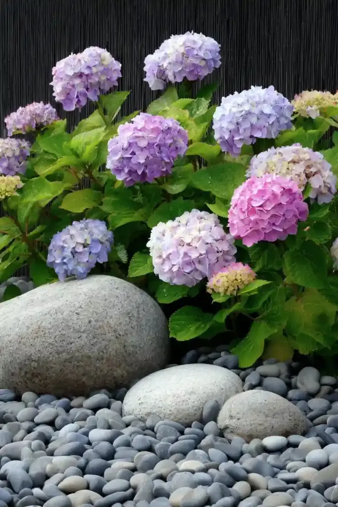 Hydrangeas in a Rock Garden