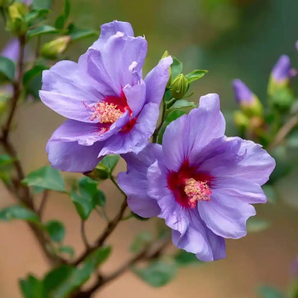 Rose of Sharon 