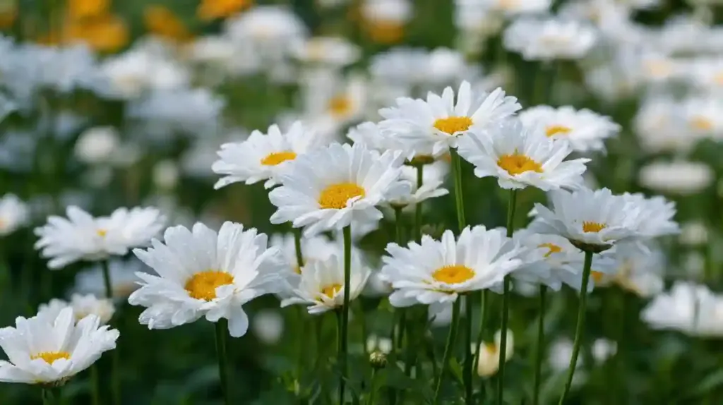 Leucanthemum × superbum