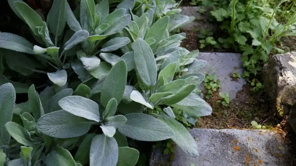 tachys byzantina