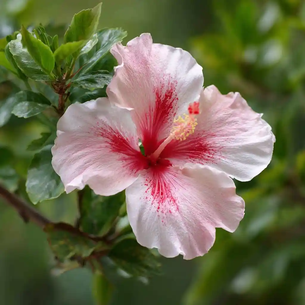Rose of Sharon 