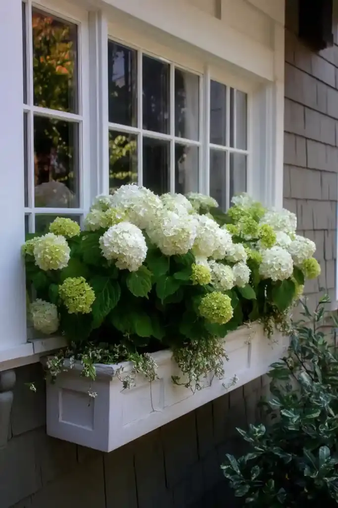 Hydrangea Planter Box Under Windows
