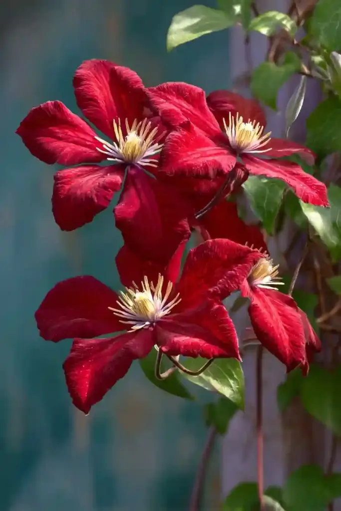 Rebecca Clematis