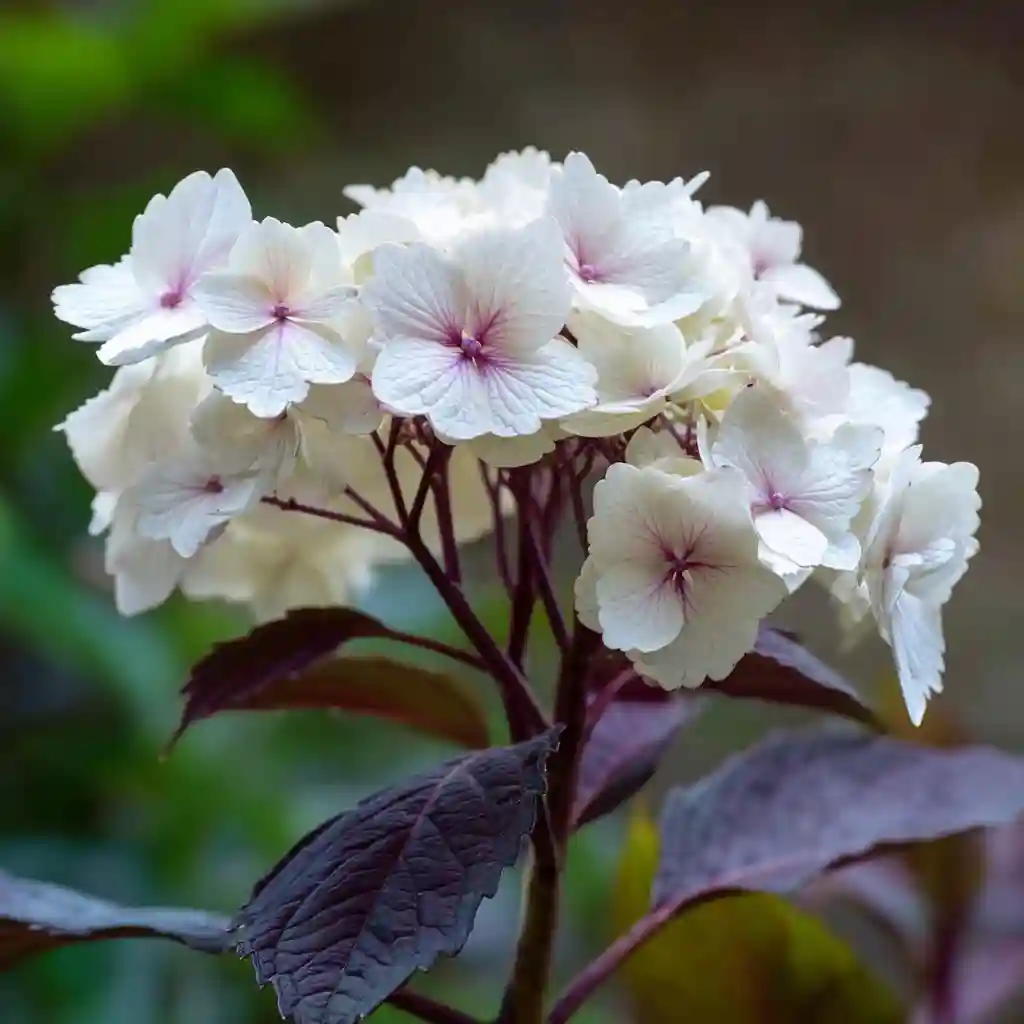 Hydrangea macrophylla