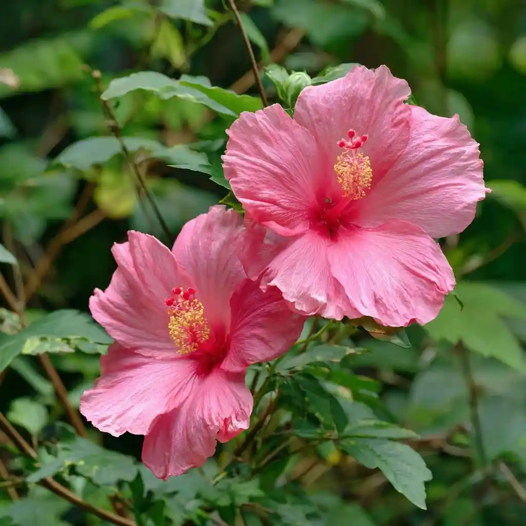 Swamp Rose-Mallow