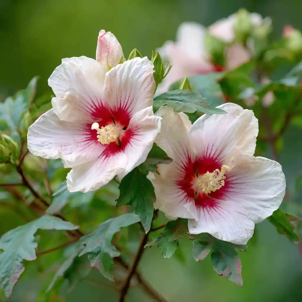 Halberd-Leaf Rosemallow