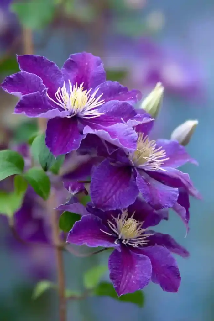 Bijou Clematis