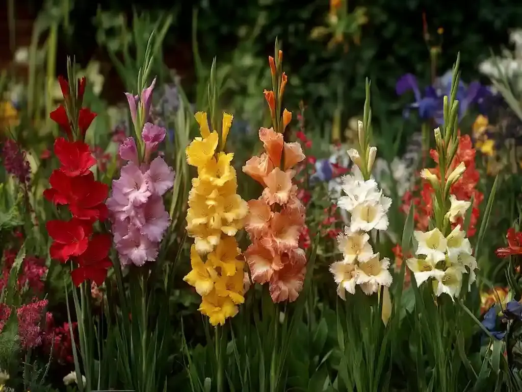 Types of Gladiolus