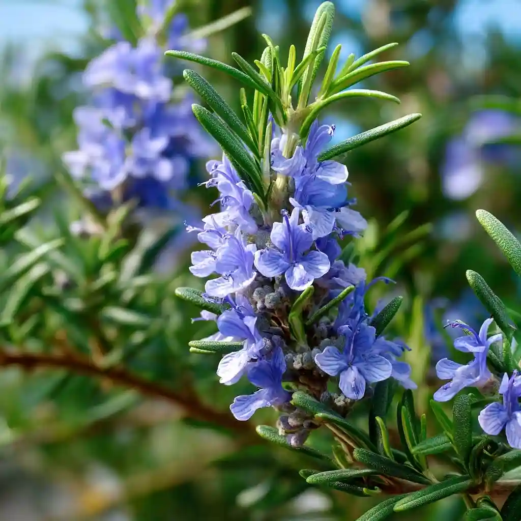 Rosemary 