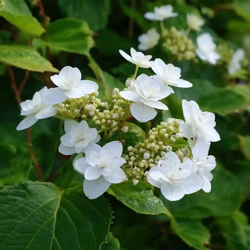 Hydrangea macrophylla