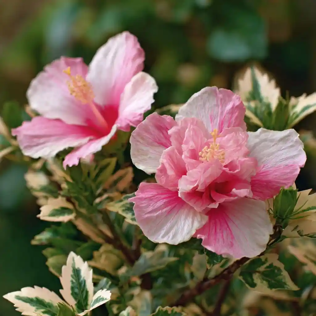 Hibiscus 'Variegated Pink'