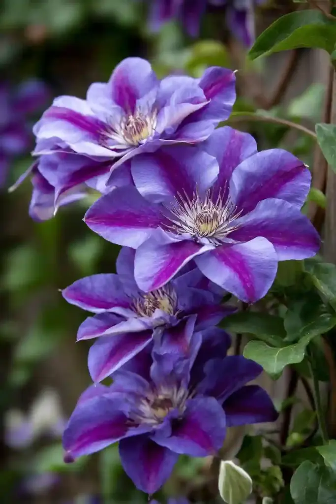 Clematis Fireworks